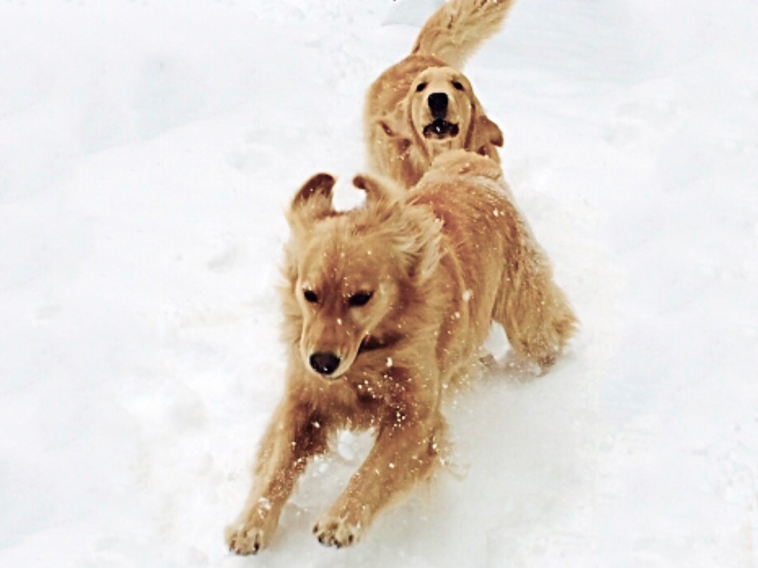 Pupsinsnow-edited